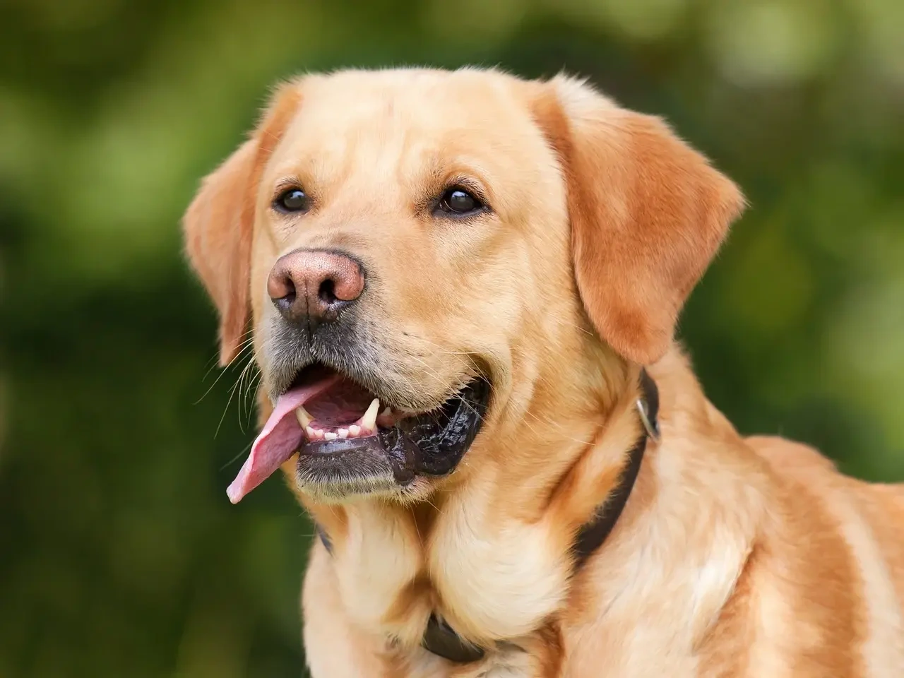 Lån til hunden - hvornår giver det mening, og hvornår bør du vente?